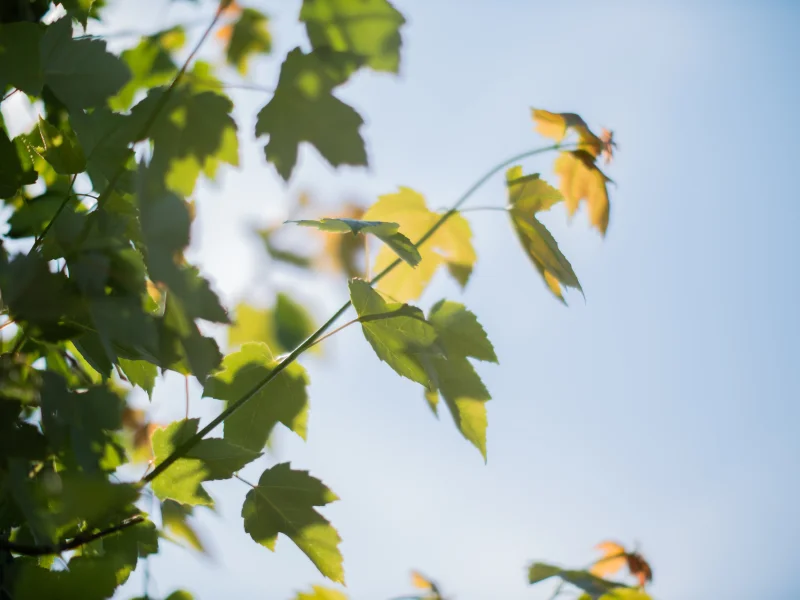 Acer Pacific Sunset (Warrenred)