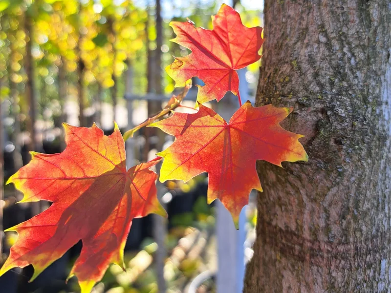 Acer Pacific Sunset (Warrenred)-3