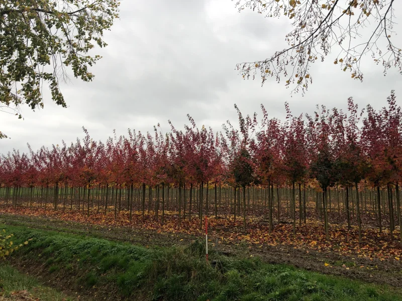 Acer Pacific Sunset (Warrenred)-4
