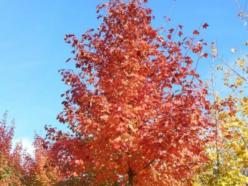 Acer Pacific Sunset (Warrenred)-5