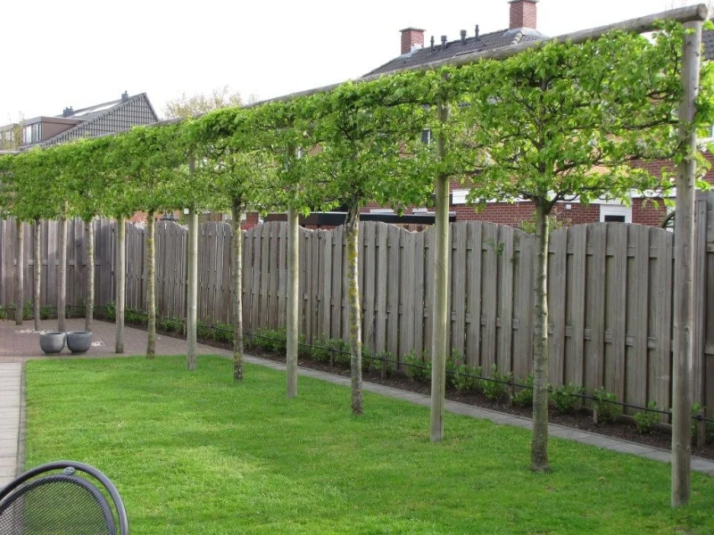 Pyrus calleryana Chanticleer Leiboom (Leisierpeer)-3