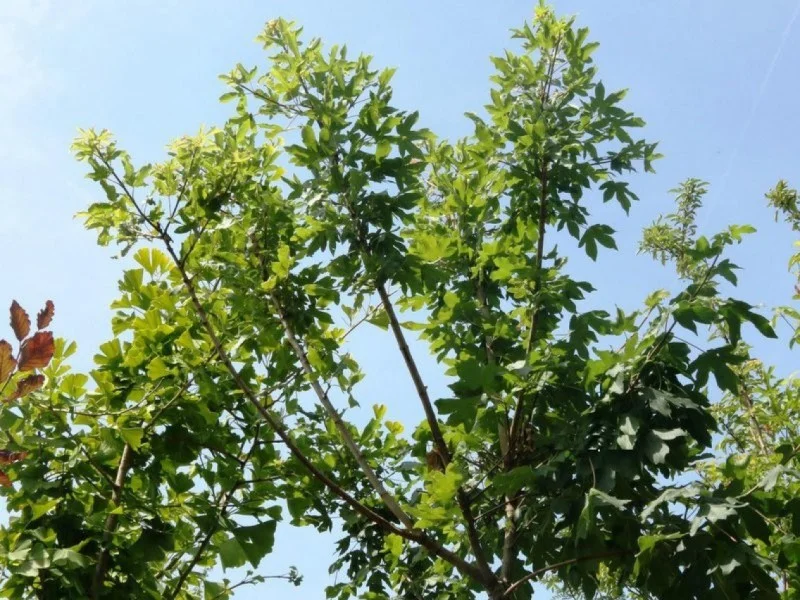 Acer Campestre Anny's Globe (Bolesdoorn)-2