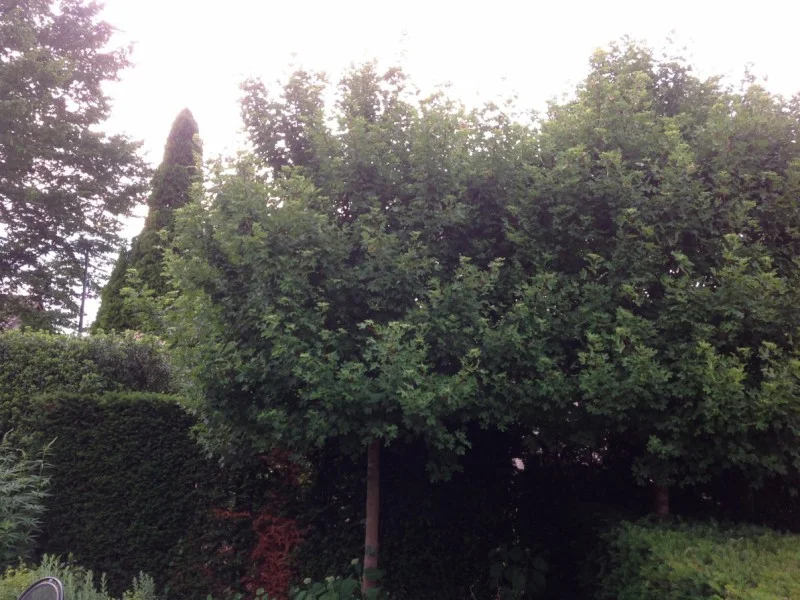 Acer Campestre Anny's Globe (Bolesdoorn)-3