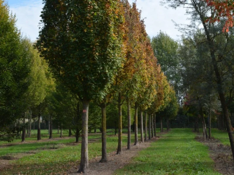 Acer Campestre Green Column (Veldesdoorn)