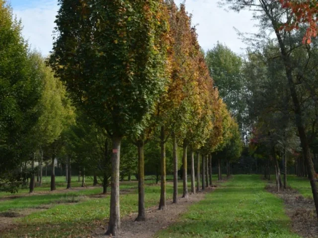 Acer Campestre Green Column (Veldesdoorn) Acer Campestre Green Column (Veldesdoorn)