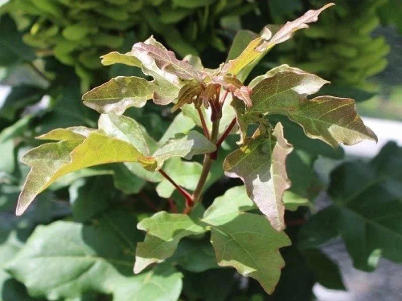 Acer Campestre Green Column (Veldesdoorn)