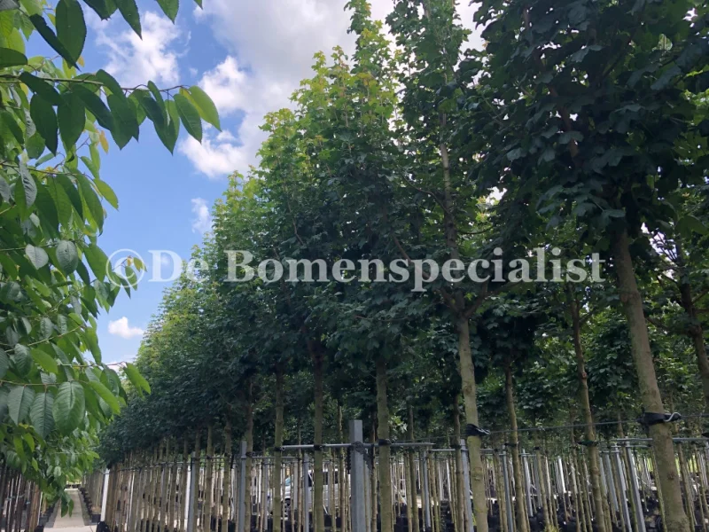 Acer Campestre Huibers Elegant (Esdoorn)-3