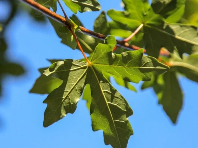 Acer Campestre Huibers Elegant (Feldahorn)