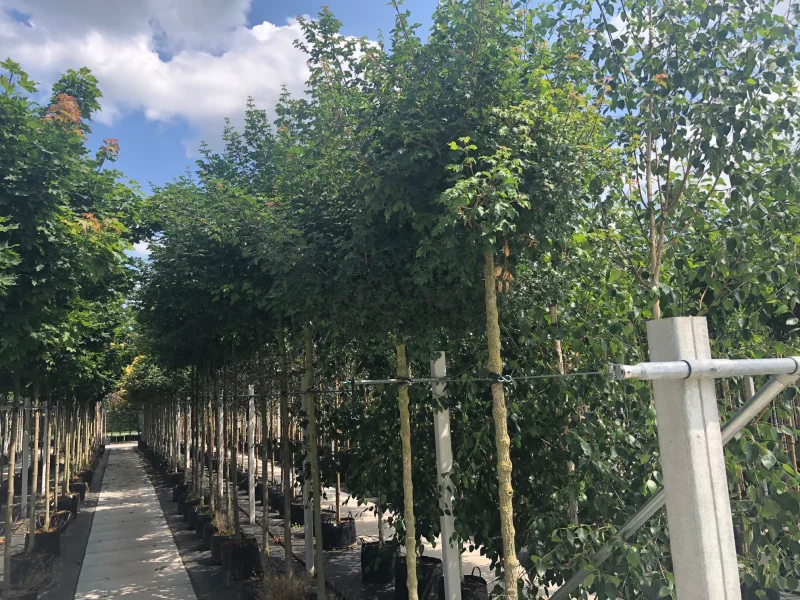 Acer Campestre Nanum (Veldesdoorn)