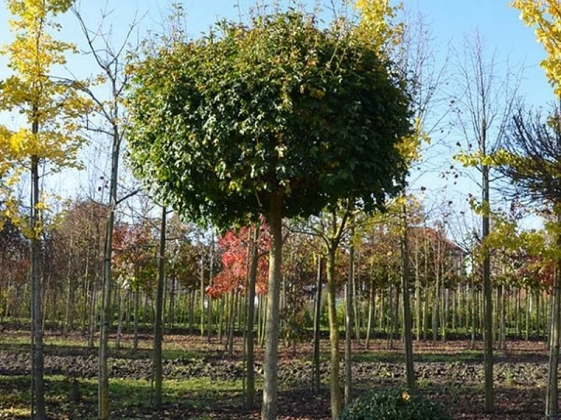 Acer Campestre Nanum (Veldesdoorn)-2