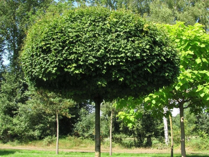 Acer Campestre Nanum (Veldesdoorn)-3