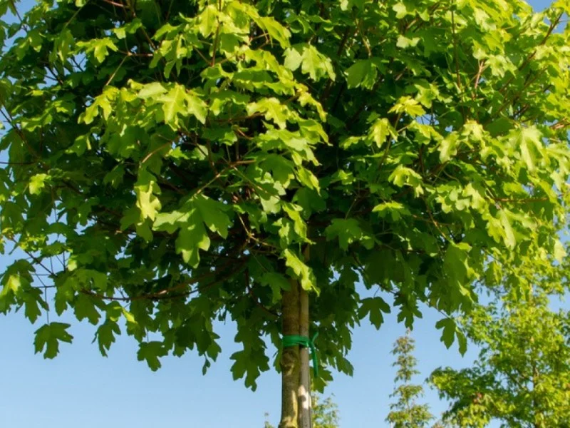 Acer Campestre Nanum (Veldesdoorn)-4