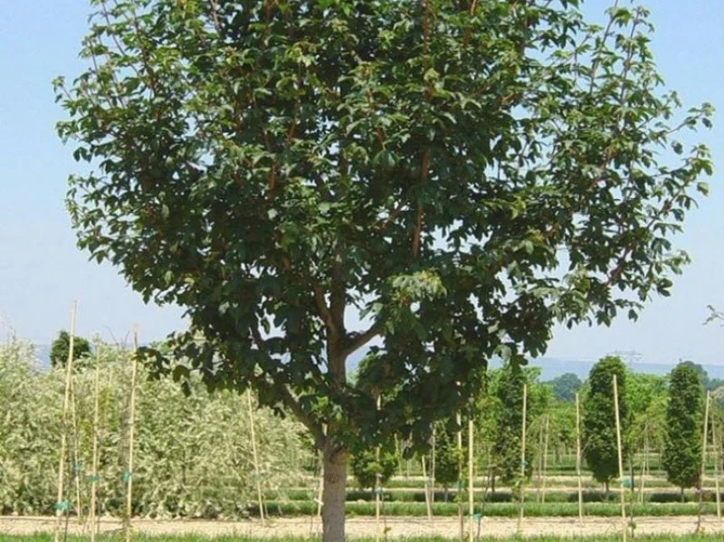 Acer Campestre Queen Elizabeth (Esdoorn)