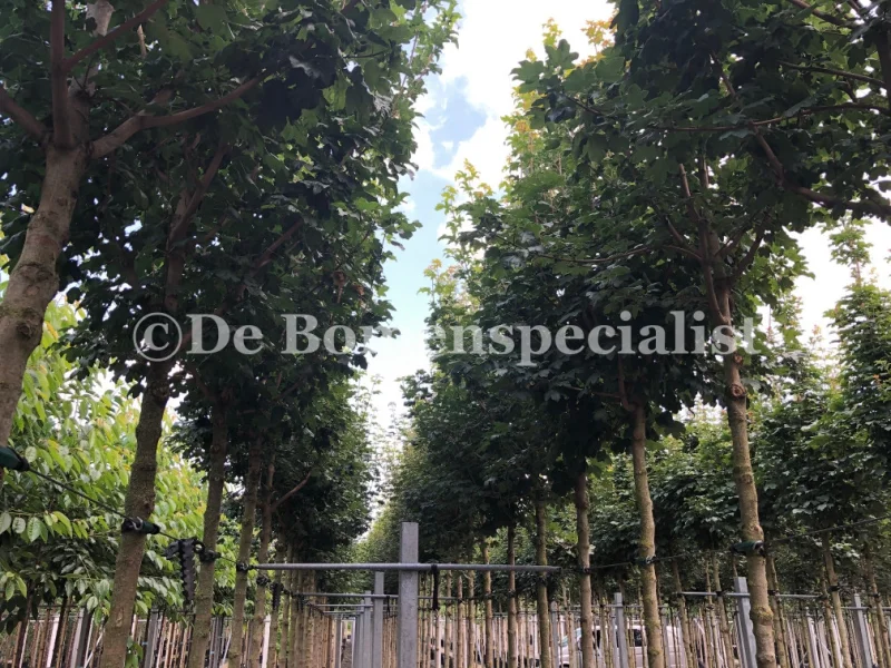 Acer Campestre Queen Elizabeth (Esdoorn)-3