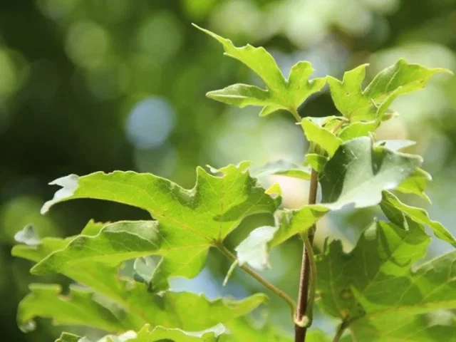 Acer Campestre Queen Elizabeth (Esdoorn)