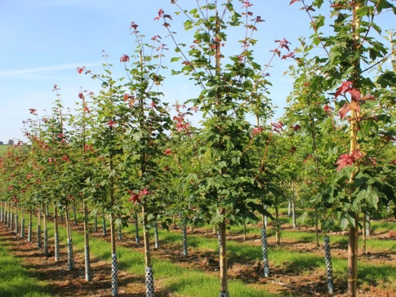 Acer Campestre Red Shine (Veldesdoorn)