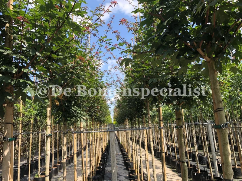 Acer Campestre Red Shine (Veldesdoorn)-2