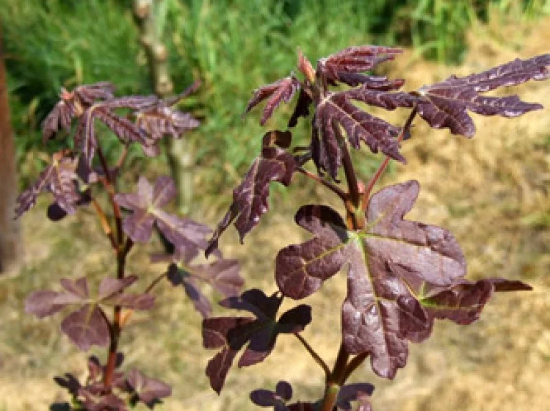 Acer Campestre Red Shine (Veldesdoorn)-3