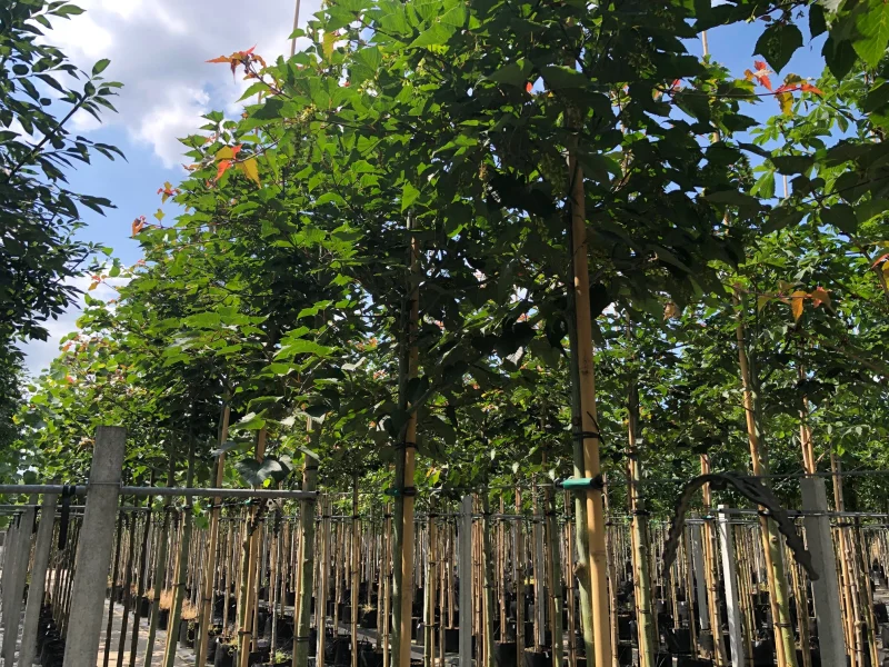 Acer Capillipes (Slangenhuid Esdoorn)
