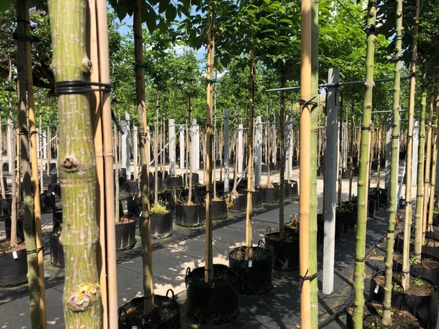 Acer Capillipes (Schlangenhautahorn)