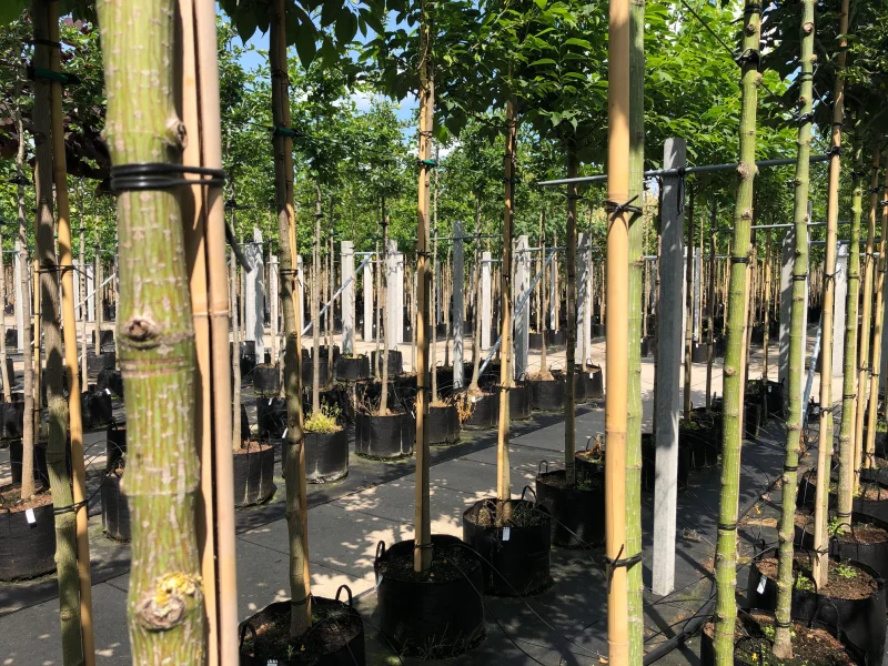 Acer Capillipes (Slangenhuid Esdoorn)
