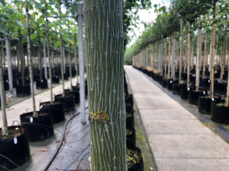 Acer Capillipes (Slangenhuid Esdoorn)-3