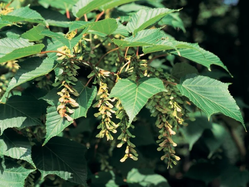 Acer Capillipes (Slangenhuid Esdoorn)-4