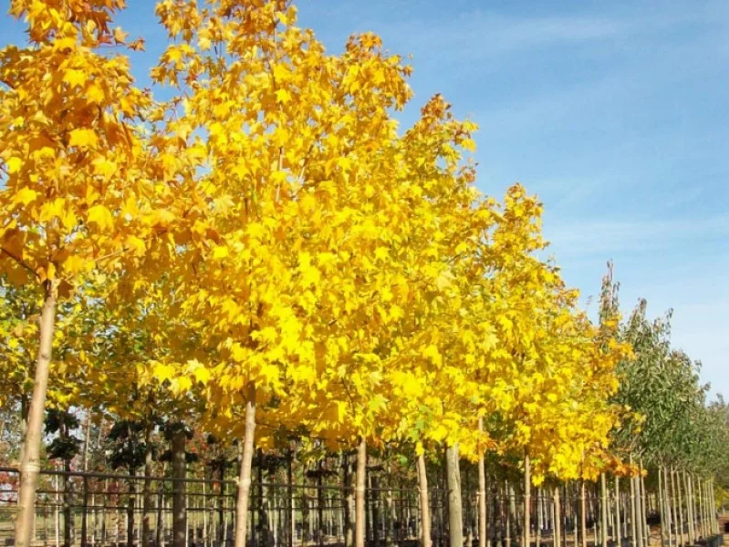 Acer Cappadocicum Rubrum (Esdoorn)