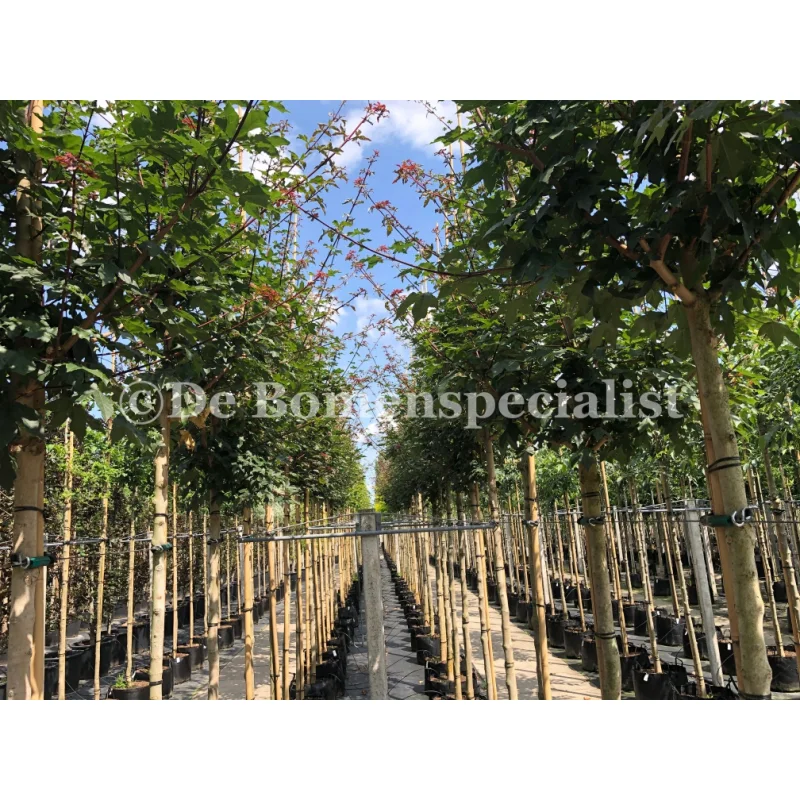 Acer Cappadocicum Rubrum (Esdoorn)-3
