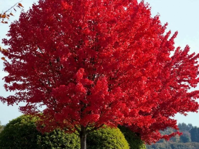 Acer Freemanii Autumn Blaze (Esdoorn)