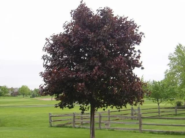 Acer Platanoides Crimson King (Noorse Esdoorn)