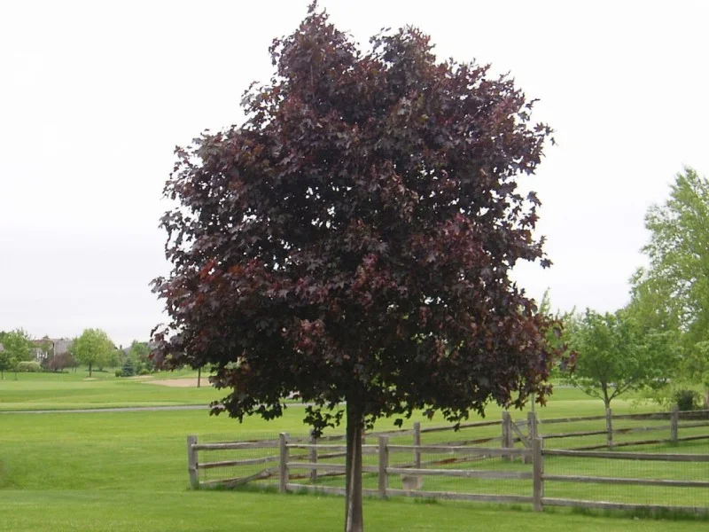 Acer Platanoides Crimson King (Noorse Esdoorn)
