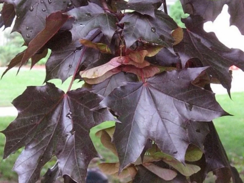 Acer Platanoides Crimson King (Noorse Esdoorn)