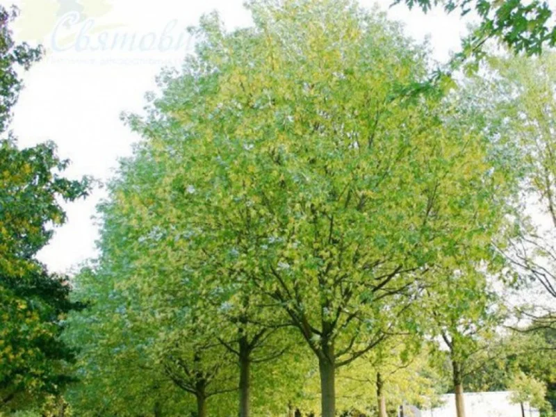 Acer Saccharinum Pyramidale (Esdoorn)-1