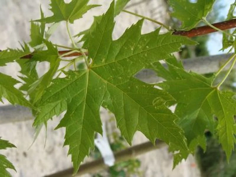 Acer Saccharinum Pyramidale (Esdoorn)-2