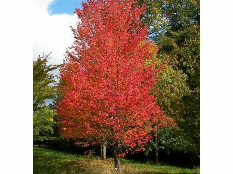 Acer Rubrum Bowhall (Canadese esdoorn)-1