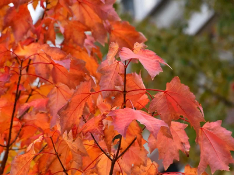 Acer Rubrum Bowhall (Canadese esdoorn)