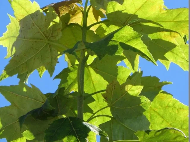 Acer Rubrum Bowhall (Canadese esdoorn)