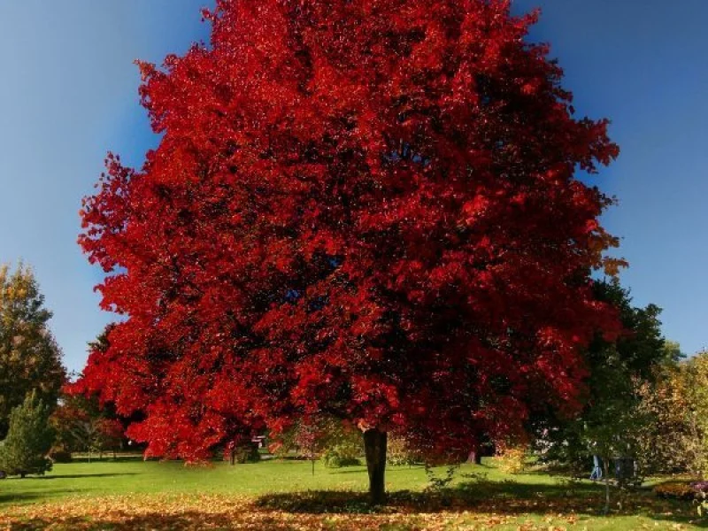 Acer Rubrum Brandwine (Rode Esdoorn)