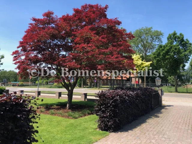 Acer Rubrum Brandwine (Rode Esdoorn)