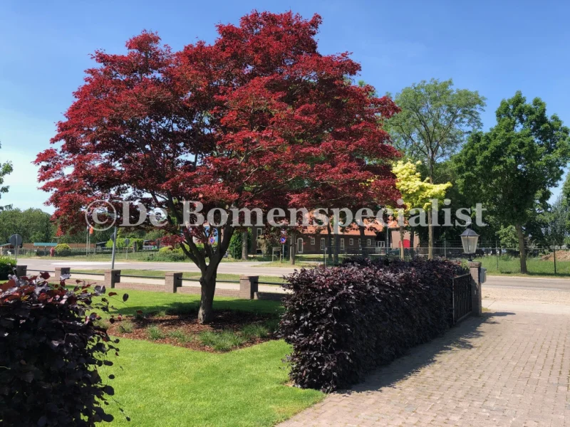 Acer Rubrum Brandwine (Rode Esdoorn)