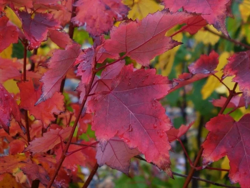 Acer Rubrum Brandwine (Rode Esdoorn)-3