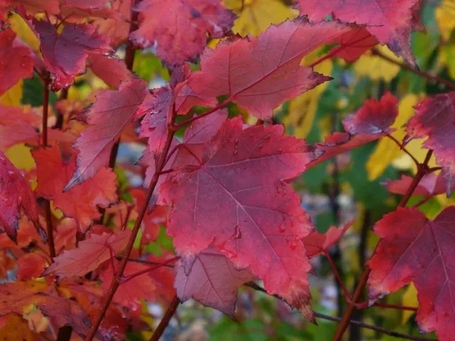 Acer Rubrum Brandwine (Rode Esdoorn)