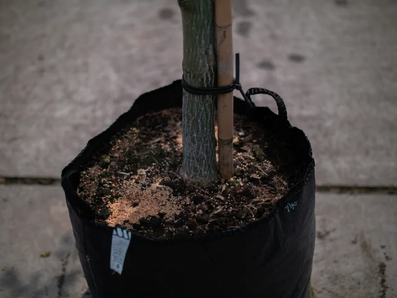 Acer Rufinerve (Streepjesbast Esdoorn)-2