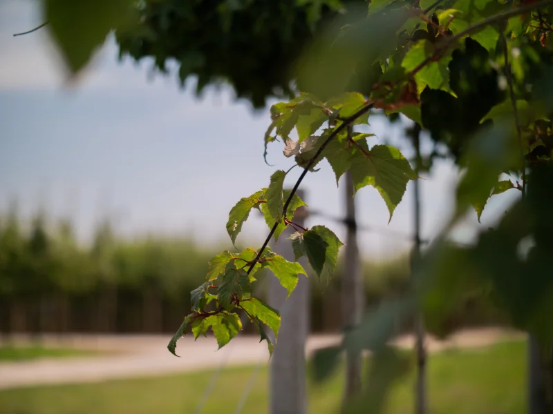 Acer Rufinerve (Streepjesbast Esdoorn)-3