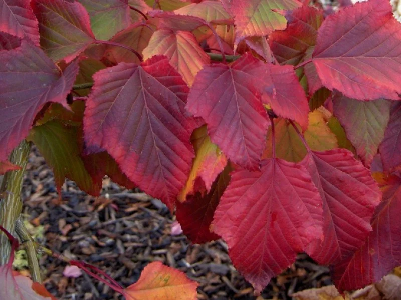 Acer Rufinerve (Streepjesbast Esdoorn)-5