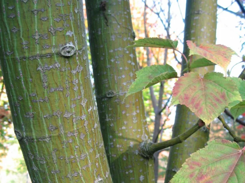 Acer Rufinerve (Streepjesbast Esdoorn)-6