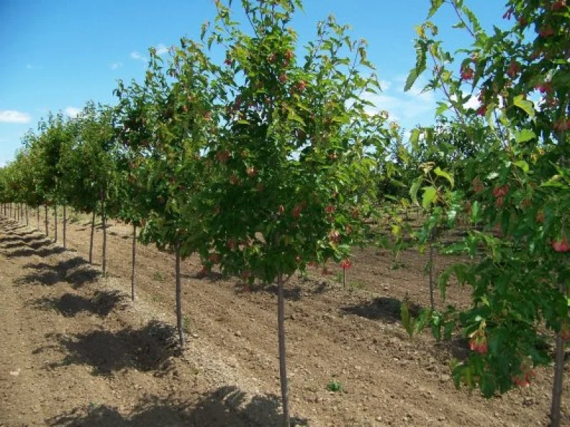 Acer Tataricum Ginnala (Chinese Esdoorn)-1