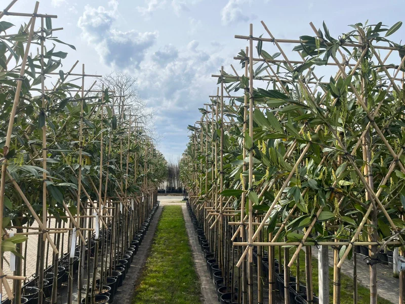 Prunus Laurier Caucasica Leiboom (Leilaurier)