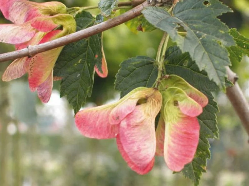 Acer Tataricum Ginnala (Chinese Esdoorn)-3